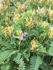 Astragalus tibetanus