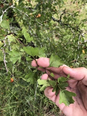 Crataegus lassa