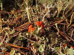 Cladonia coccifera
