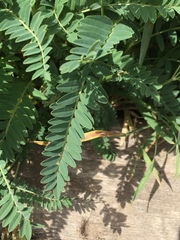 Astragalus tibetanus