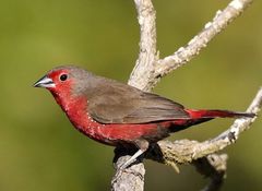 Lagonosticta rubricata