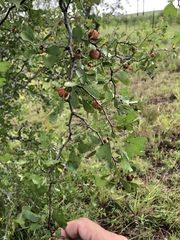 Crataegus lassa