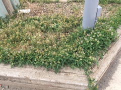 Astragalus tibetanus