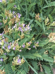 Astragalus tibetanus