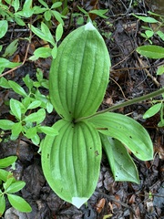 Cypripedium acaule image
