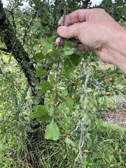 Crataegus lassa