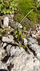 Draba dolomitica