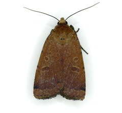 Abagrotis cupida