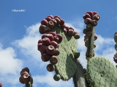 Opuntia streptacantha