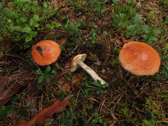 Leccinum vulpinum