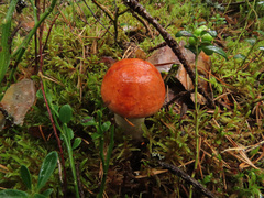 Leccinum vulpinum