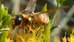 Megapterocheilus