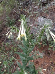 Lithospermum macromeria