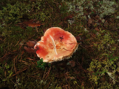 Russula paludosa