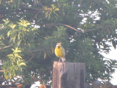 Sturnella magna auropectoralis