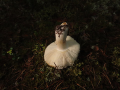 Russula paludosa