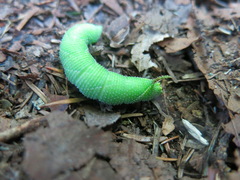 Smerinthinae