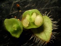 Veronica hederifolia