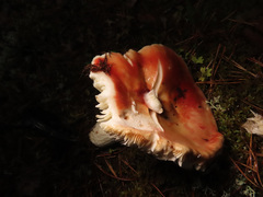 Russula paludosa