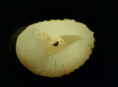 Veronica hederifolia