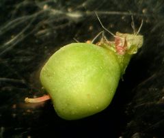 Veronica hederifolia