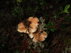 Russula paludosa