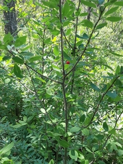Ilex mucronata image