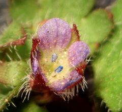 Veronica hederifolia