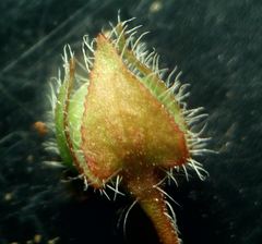 Veronica hederifolia