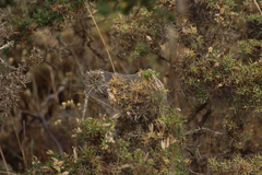 Tetranychus lintearius