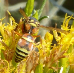 Megapterocheilus