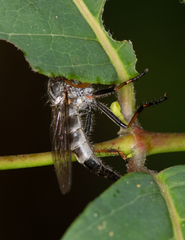 Neoitamus flavofemoratus