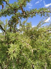 Vachellia schaffneri