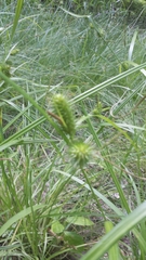 Carex lurida
