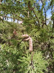 Vachellia schaffneri