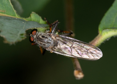Neoitamus flavofemoratus