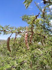 Vachellia schaffneri
