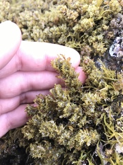 Sargassum agardhianum