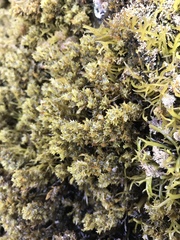 Sargassum agardhianum