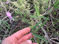 Galactia longifolia