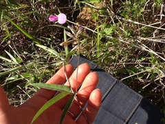 Galactia longifolia