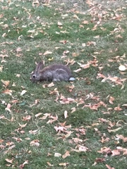 Oryctolagus cuniculus