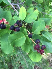 Amelanchier alnifolia