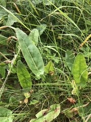 Bistorta officinalis