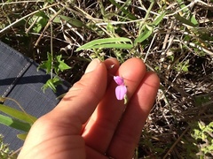 Galactia longifolia
