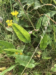 Bistorta officinalis