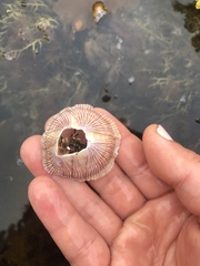 Megabalanus californicus
