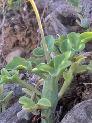 Baculellum articulatum