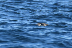 Puffinus mauretanicus