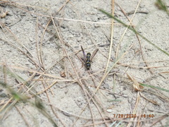 Parancistrocerus pedestris
